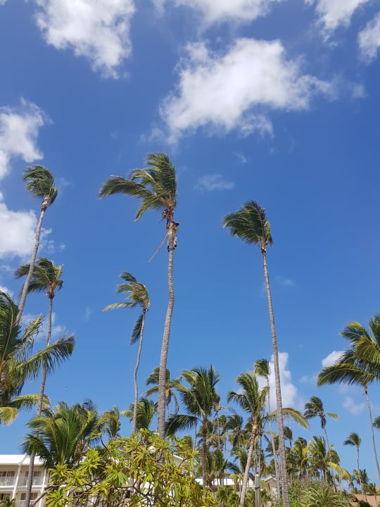 Gartenanlage Vik Hotel Arena Blanca & Cayena Beach