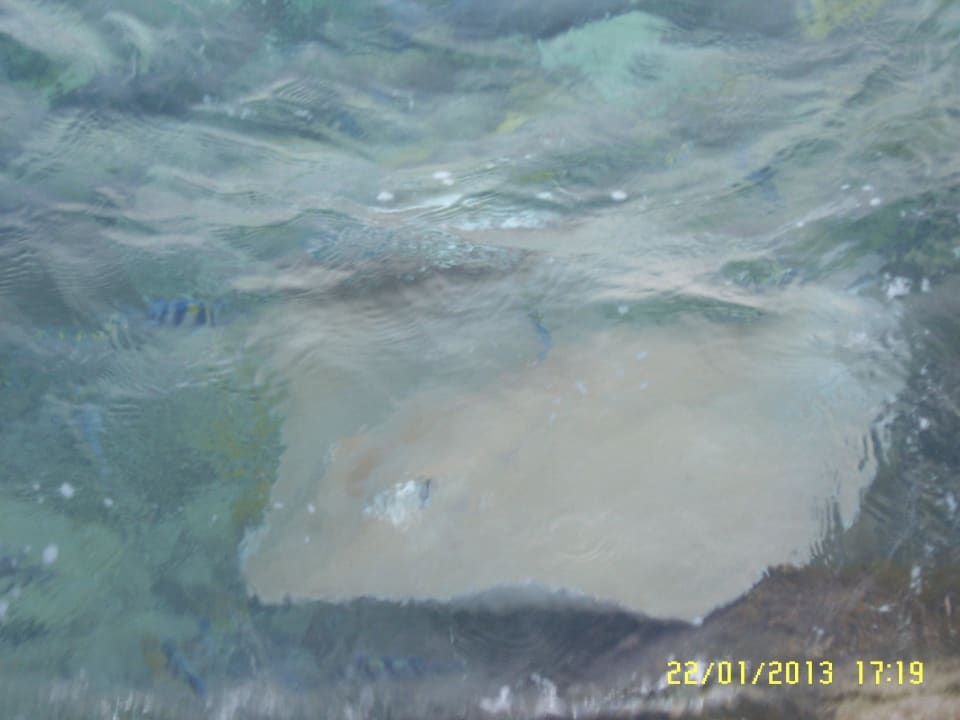 Rochen bei Fütterung Summer Island Maldives