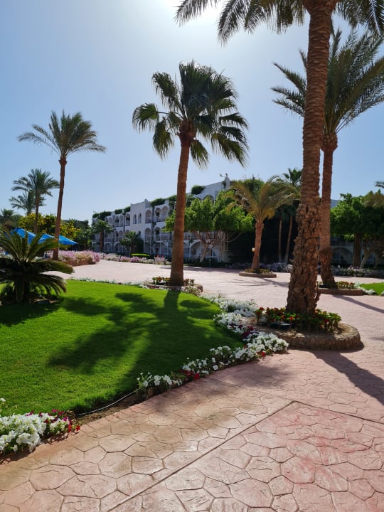 Gartenanlage Desert Rose