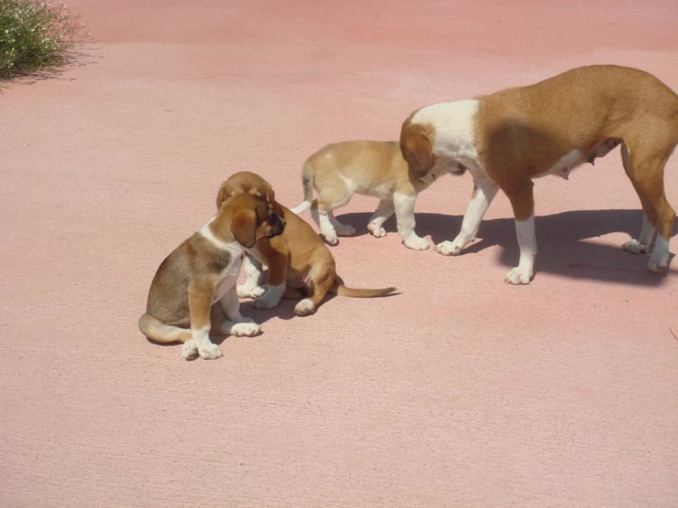 Hunde vor dem Hotel Hotel Miracle Resort