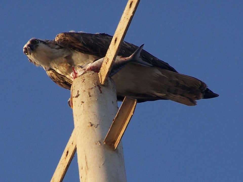 Seeadler beim frühstücken Ghazala Beach
