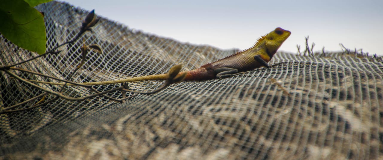Gecko Kuredu Island Resort & Spa