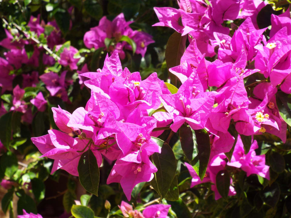 Bougainvillea Kalahari Anib Lodge