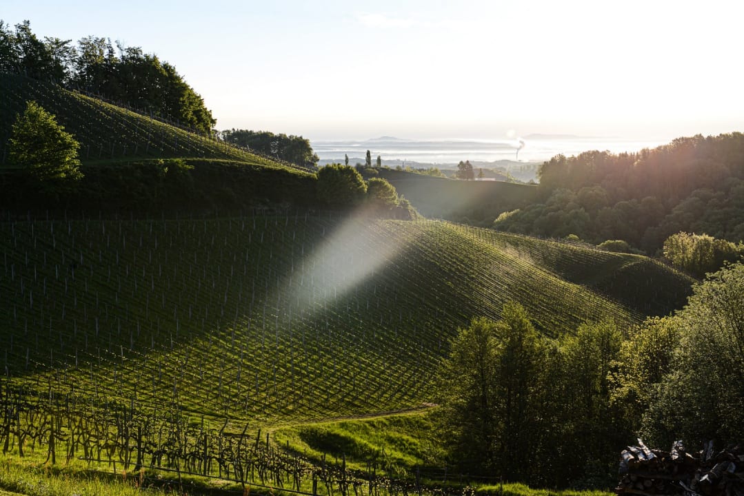 Ausblick Weingut & Buschenschank Pölzl