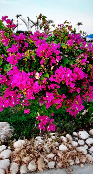 Gartenanlage Pickalbatros Sea World Resort - Marsa Alam