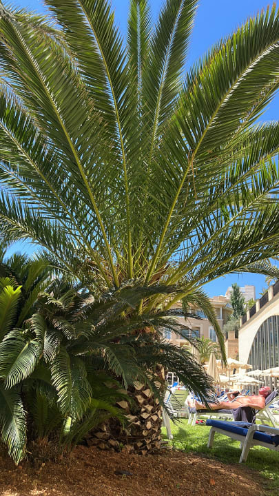 Pool Grupotel Playa de Palma Suites & Spa