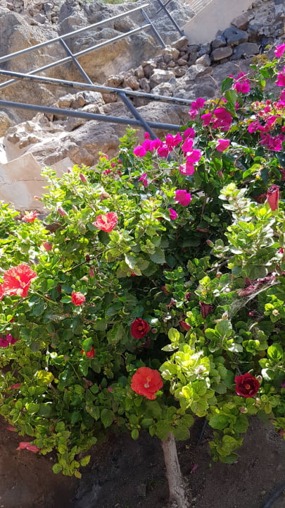 Gartenanlage R2 BUGANVILLA Hotel & Spa