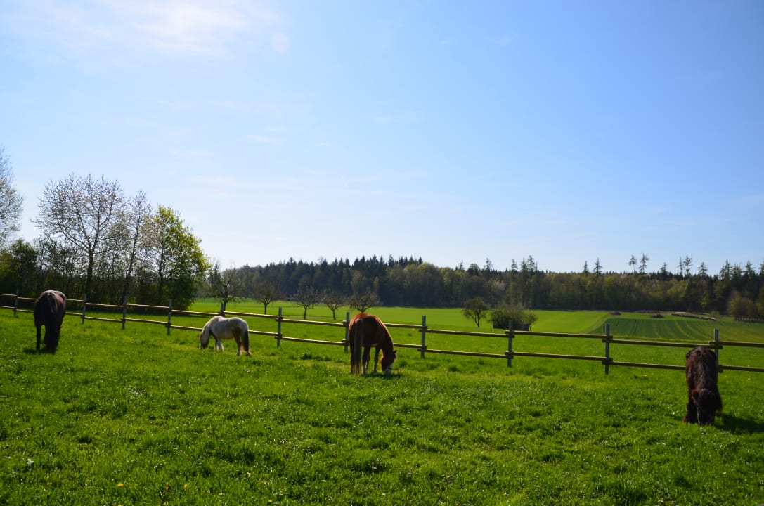 Sonstiges Ferienhof Buchberger