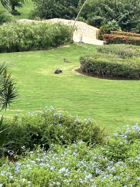 Gartenanlage Hotel Viva Dominicus Palace by Wyndham-All Inclusive Resort