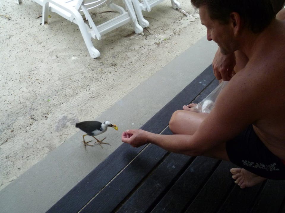 Kleine Vögel fressen aus der Hand Adaaran Select Meedhupparu Island Resort - Premium All Inclusive
