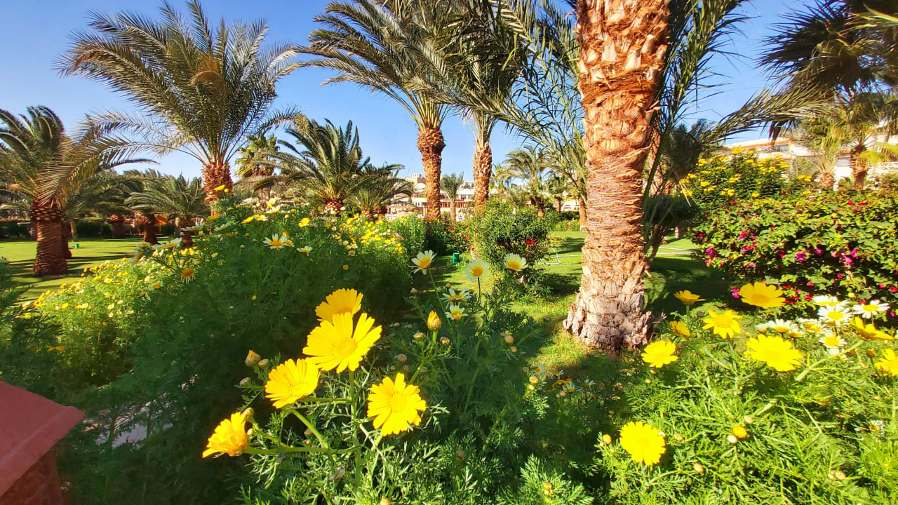 Gartenanlage Fort Arabesque Resort, Spa & Villas