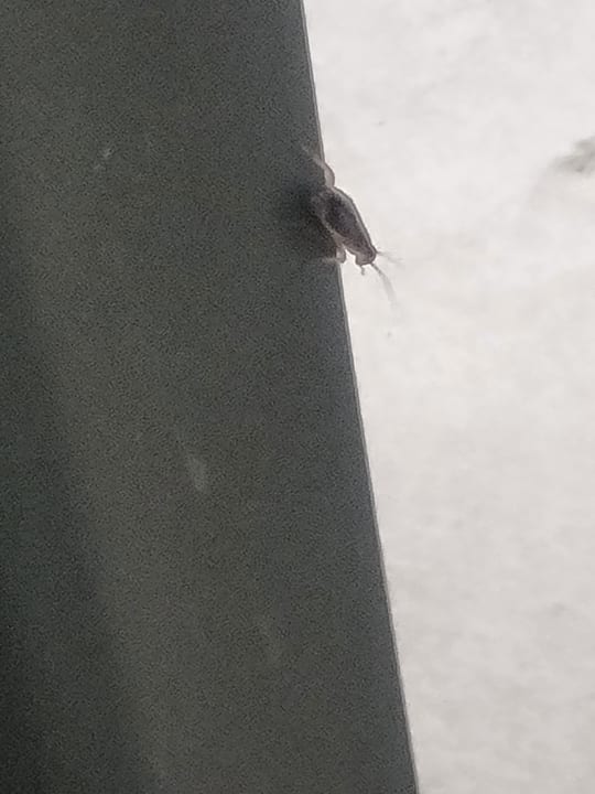 Gastro Alexandre Hotel Gala