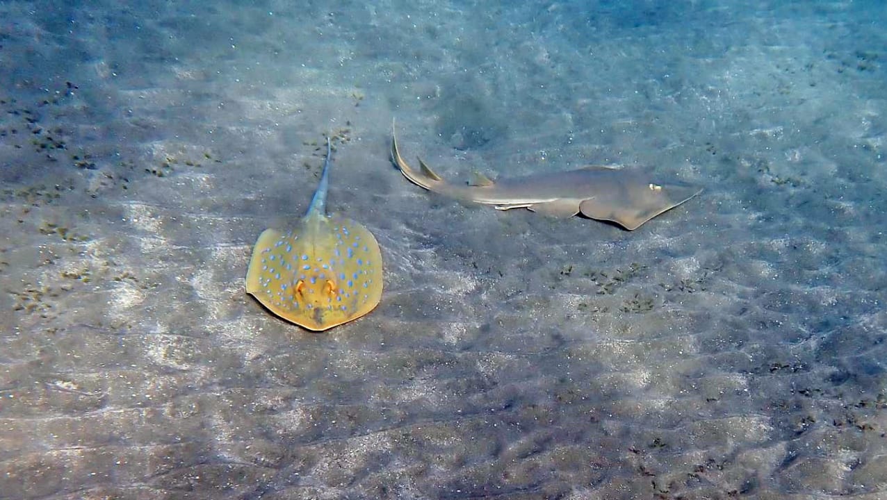 Strand Shams Alam Beach Resort