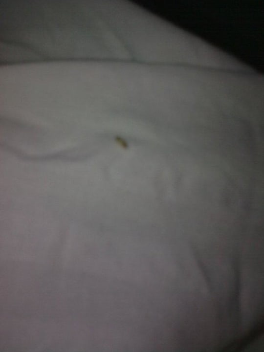 Bettwäsche mit alten (Blut?) Flecken Hotel Schwabenwirt