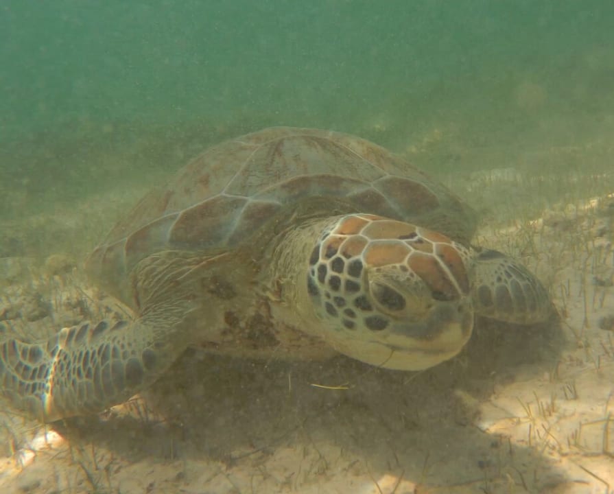 Schildkröte Akumal Bay Beach & Wellness Resort