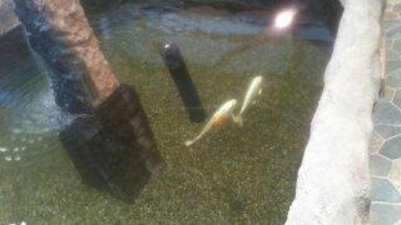 Riesige Goldfische im Dschungelland Ferienwohnungen Ferienpark Weissenhäuser Strand