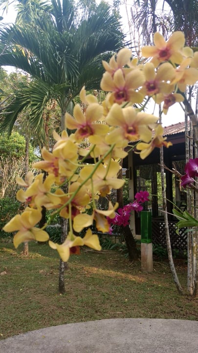 Gartenanlage Ramayana Resort & Spa