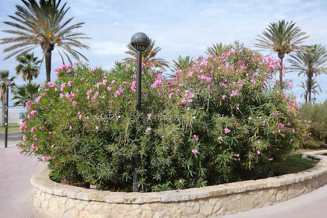 Sonstiges Hotel Riu Festival