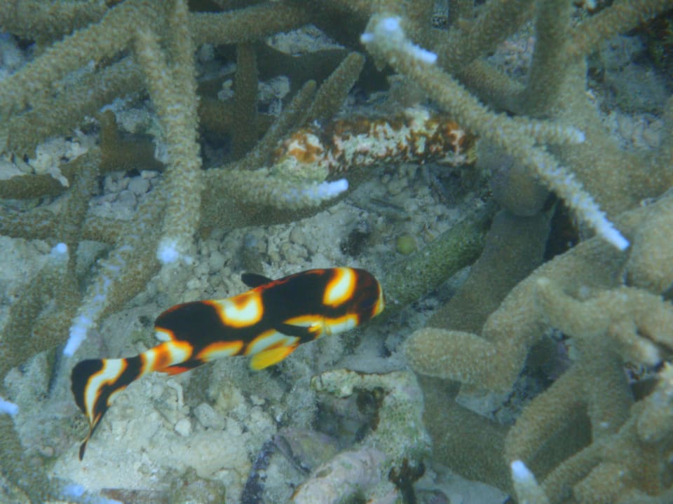 Hotel Adaaran Select Hudhuran Fushi Adaaran Select Hudhuran Fushi - Premium All Inclusive