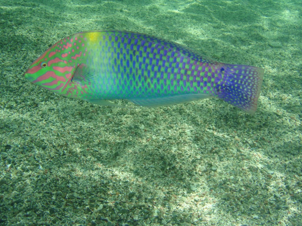 Unter Wasser Utopia Beach Club