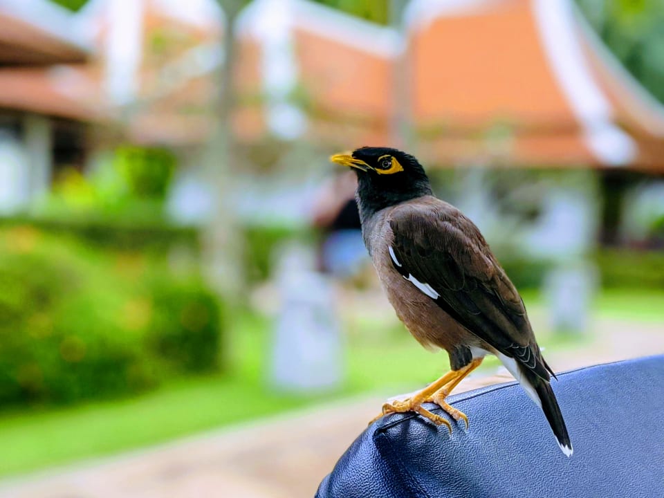 Sonstiges Khaolak Laguna Resort