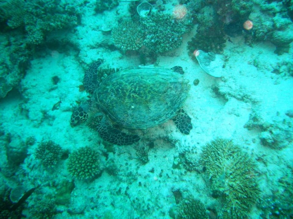 Schildkröte Diamonds Thudufushi