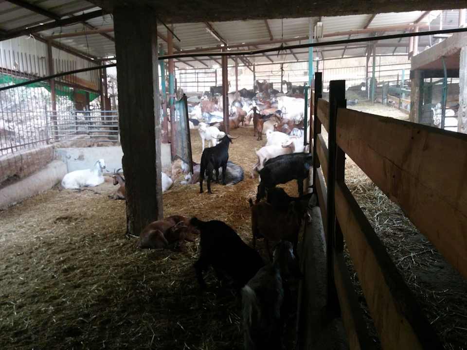 Hotel's pen Hotel Mizpe Hayamim