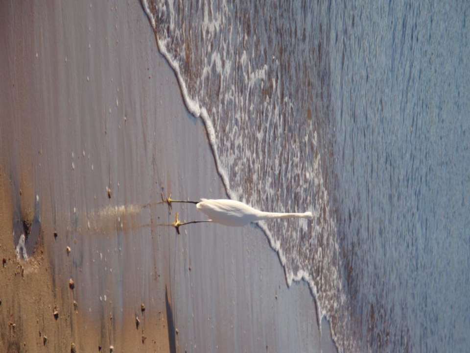 Morgens ist die Welt noch in Ordnung Ghazala Beach