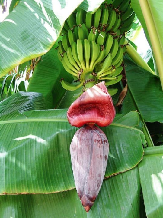 Бананы VONRESORT Golden Beach