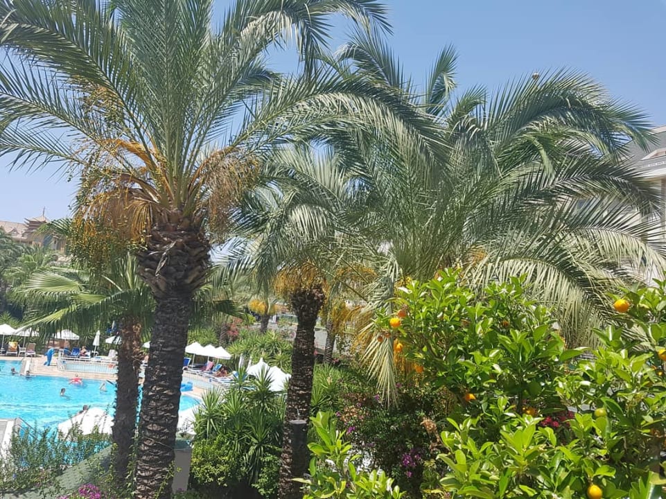 Pool Calimera Hane Garden