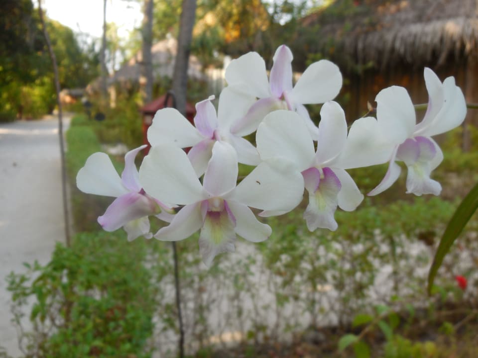 Flowerpower Komandoo Island Resort & Spa - Adults only