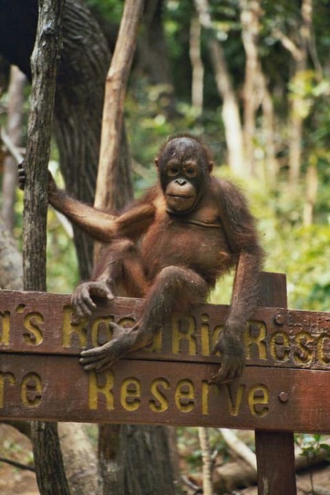 Orang im hoteleigenen Nationalpark Shangri-La's Rasa Ria Resort & Spa