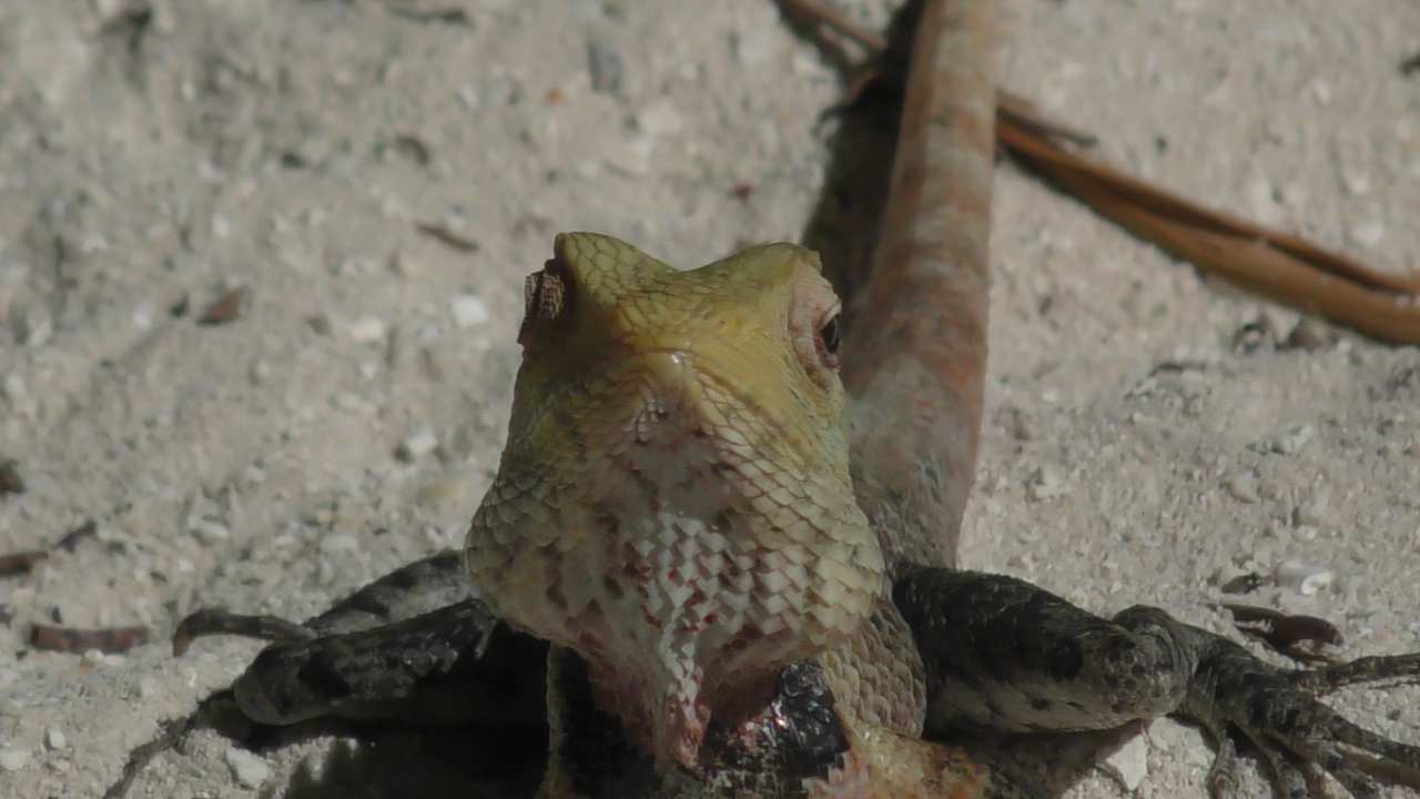 Sonstiges Vilamendhoo Island Resort & Spa