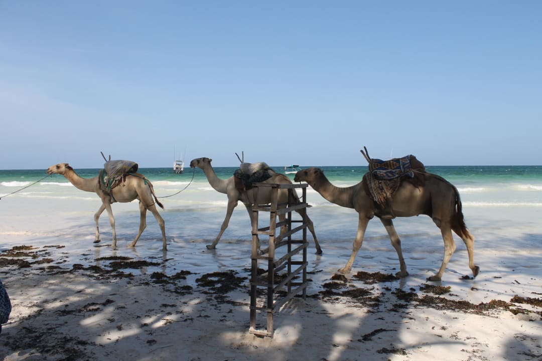 Strandkrawane Baobab Beach Resort & Spa