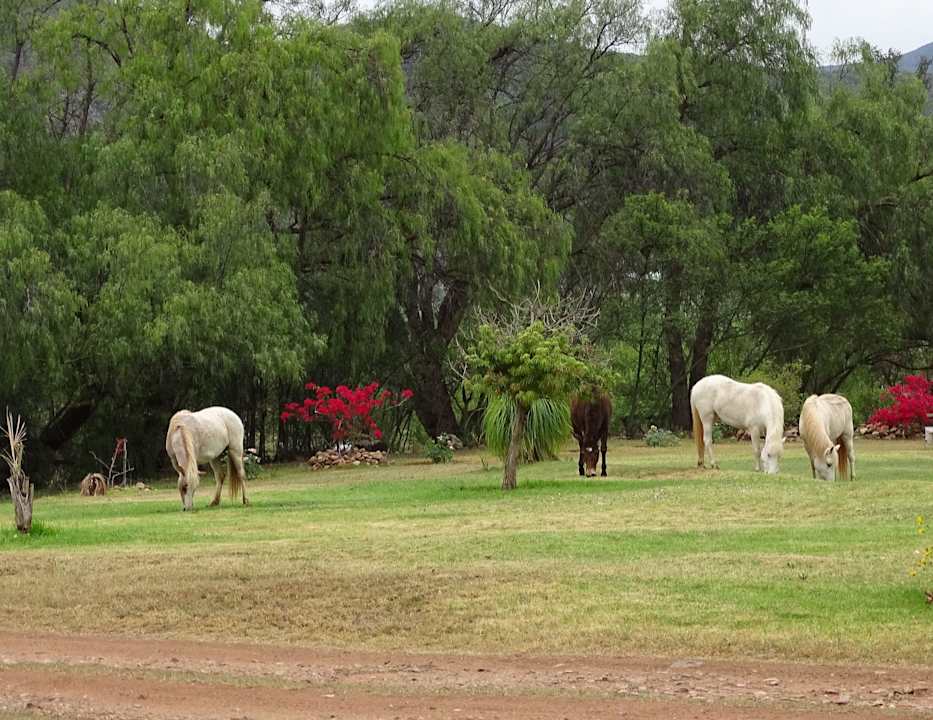 Wolfgangs Wildpferde Montana Guestfarm