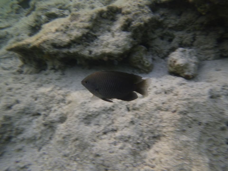 Sport & Freizeit Three Corners Sea Beach Resort