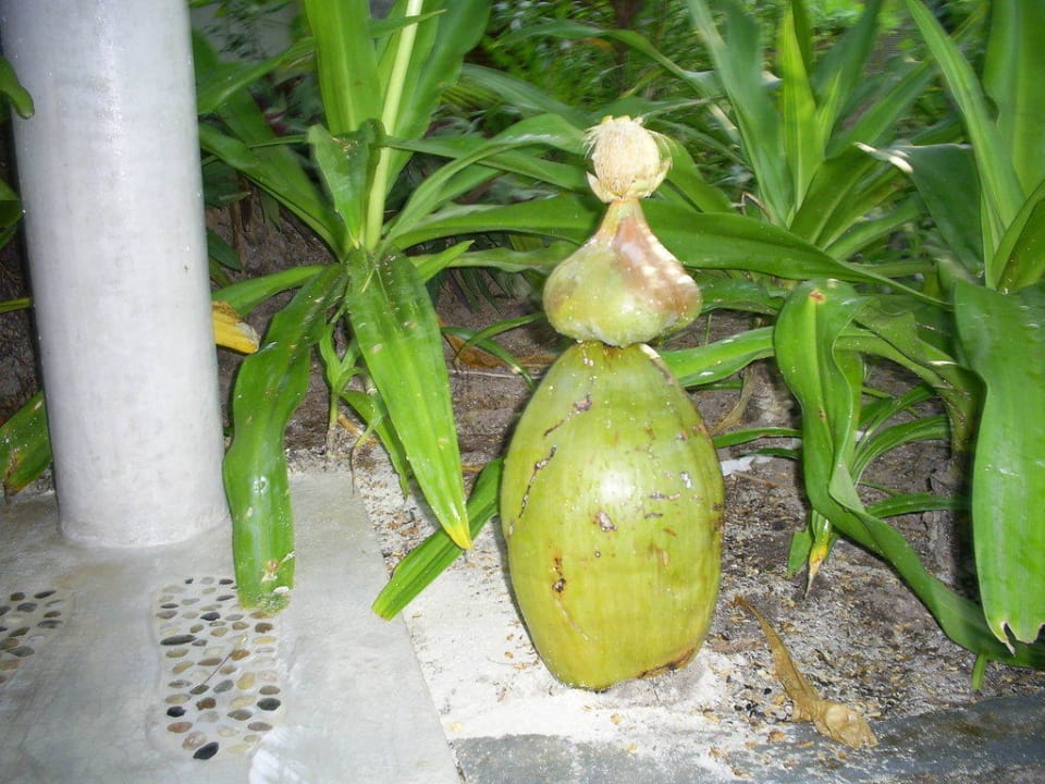 Früchte der Insel Kuramathi Maldives