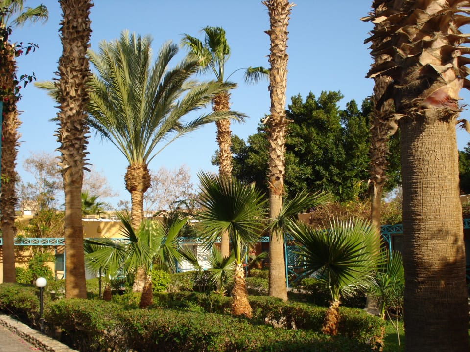 Weg zum Strand Giftun Azur Resort