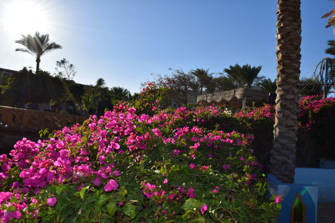 Gartenanlage Parrotel Beach Resort