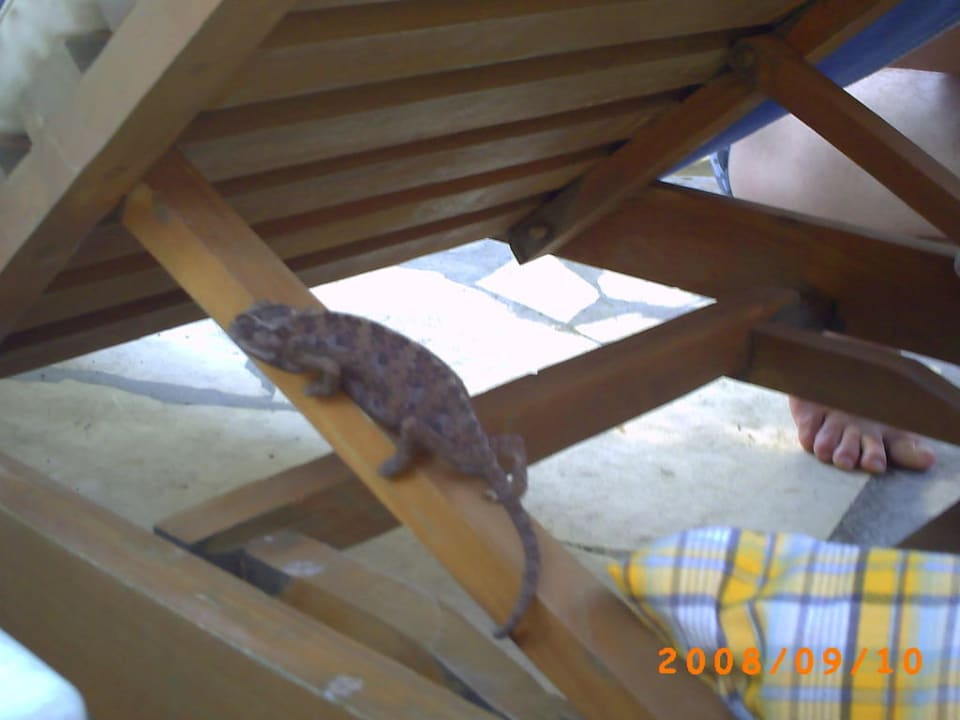 Gecko Asteria Family Belek