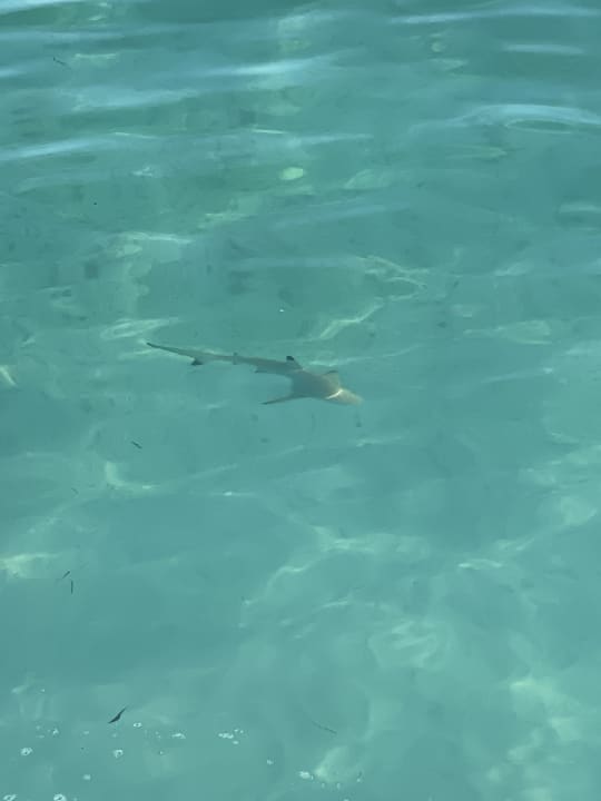 Strand Adaaran Select Meedhupparu Island Resort - Premium All Inclusive