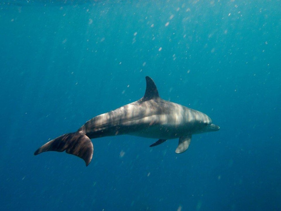 Schöne Schnorchel-Begleitung Malikia Resort Abu Dabbab