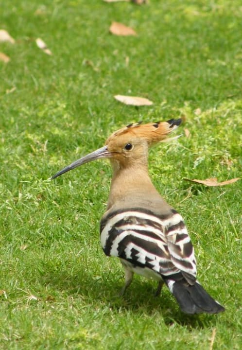 .. Hotel Sea Club Stella Di Mare