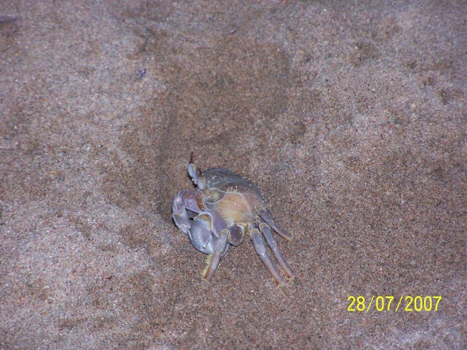 Ein Krebs am Strand von Ghazala Beach Ghazala Beach