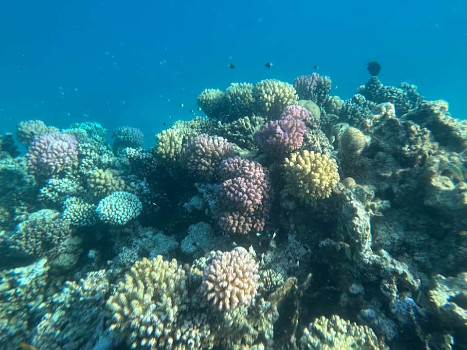 Sport & Freizeit Fort Arabesque - The West Bay