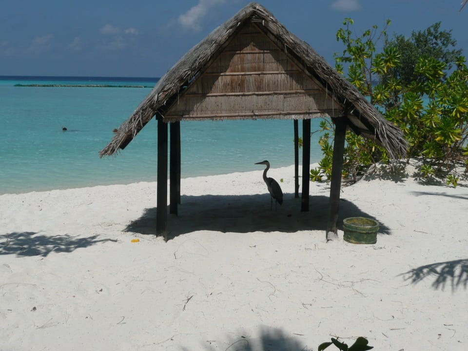 Strand Summer Island Maldives