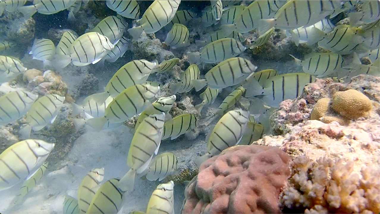 Sonstiges Vilamendhoo Island Resort & Spa