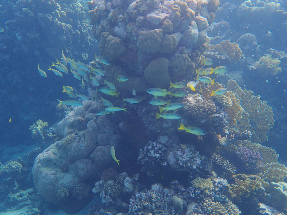 Sport & Freizeit Malikia Resort Abu Dabbab