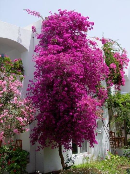 Alles blüht... Tamarisk Murat Hotel