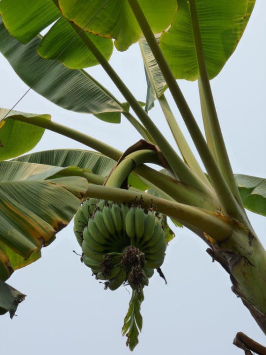 Im Garten der Lotus Villa Hotel Lotus Villa